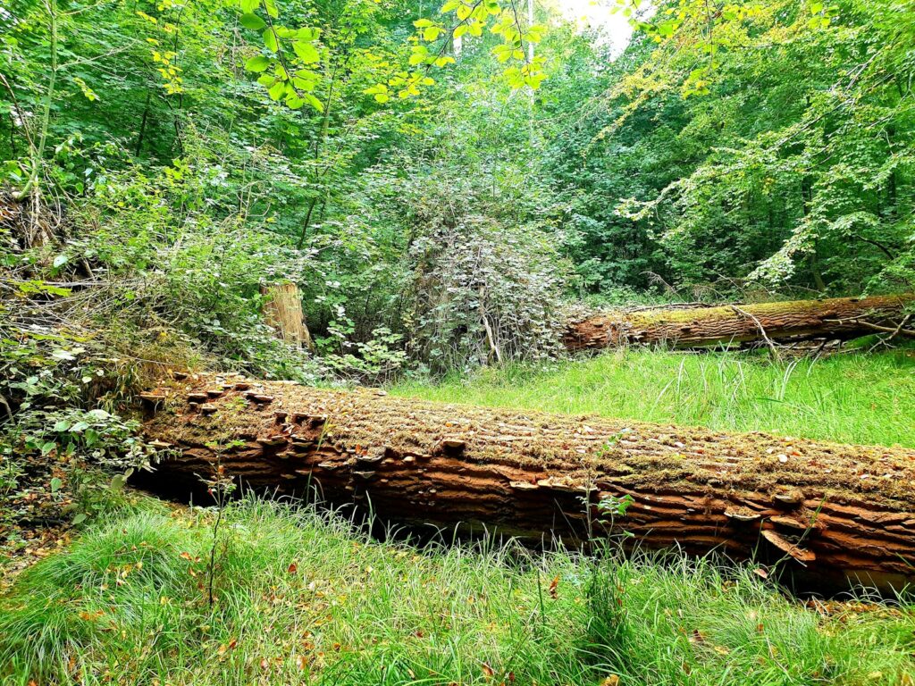brown tree log on green grass field during daytime