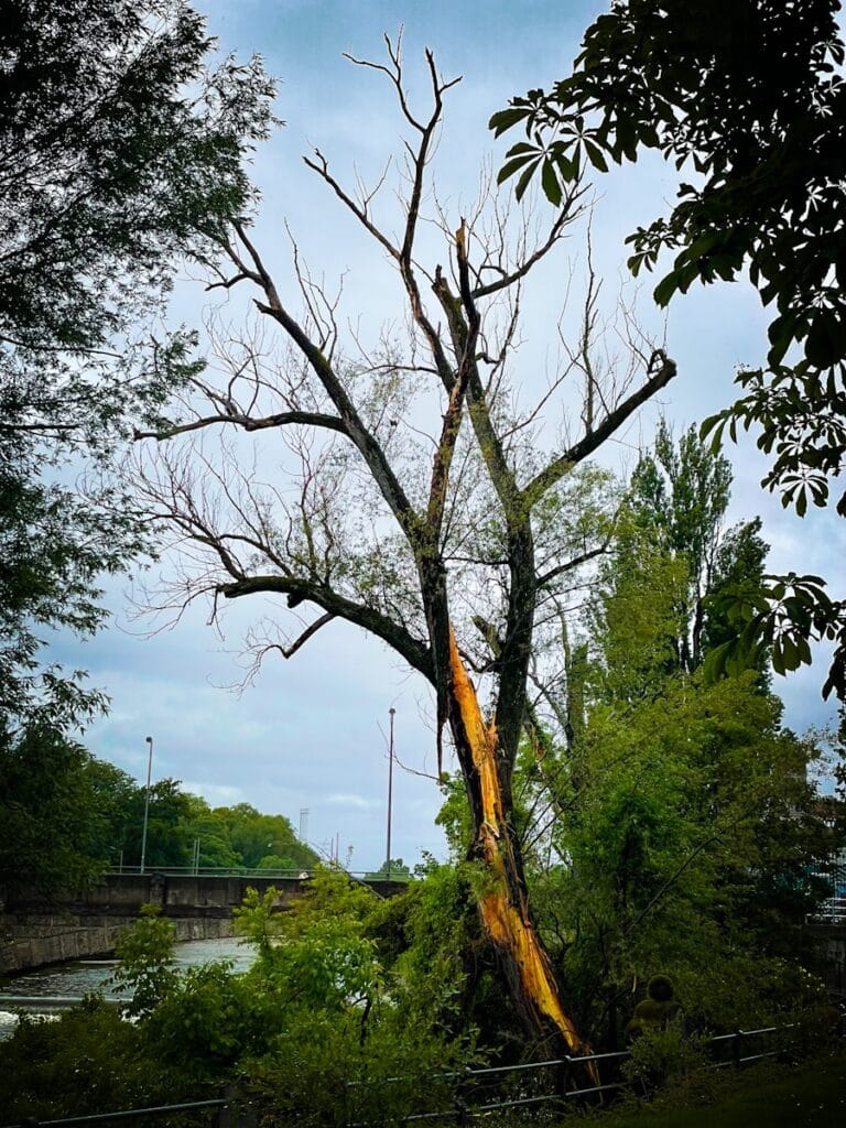 a large tree that has fallen down in a park