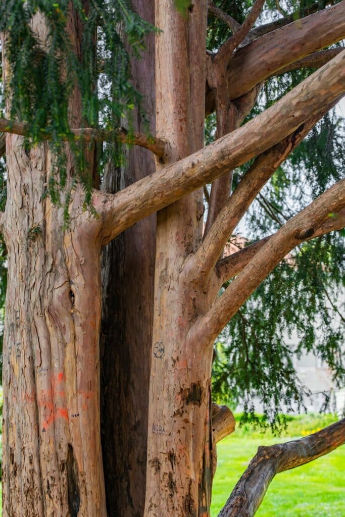 A wooden bench sitting under a tree in a park